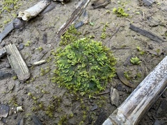 Notothylas breutelii