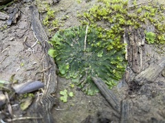 Notothylas breutelii