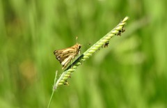 Polites vibex