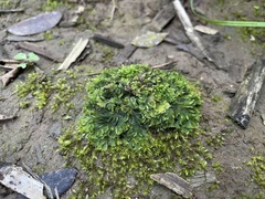 Notothylas breutelii