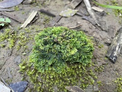 Notothylas breutelii