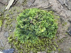 Notothylas breutelii