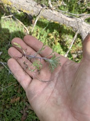 Pseudobahia heermannii