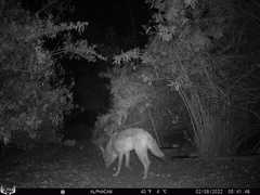 Canis latrans