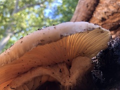 Omphalotus nidiformis