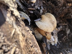 Omphalotus nidiformis