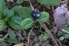 Melastoma dodecandrum