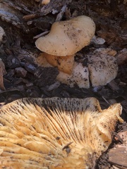 Omphalotus nidiformis
