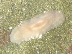 Leptoplanoidea
