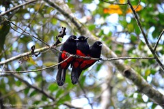 Hypopyrrhus pyrohypogaster