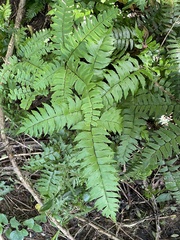 Adiantum latifolium