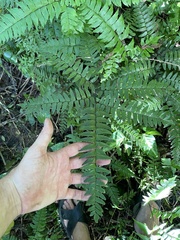 Adiantum latifolium