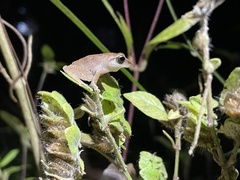 Pseudophilautus amboli