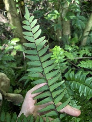 Adiantum latifolium