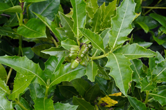 Acanthus ilicifolius