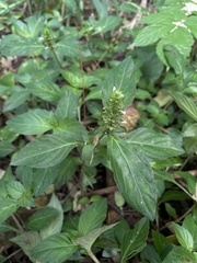 Lepidagathis alopecuroidea