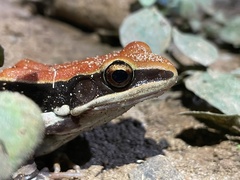 Hydrophylax bahuvistara