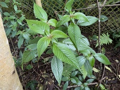 Gonzalagunia hirsuta