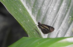 Vettius phyllus