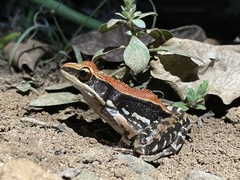 Hydrophylax bahuvistara