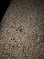 Phrynus operculatus