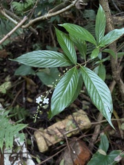 Gonzalagunia hirsuta