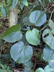 Hibiscus tiliaceus pernambucensis