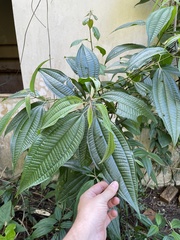 Miconia laevigata