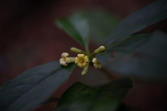 Wikstroemia nutans