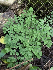 Adiantum tenerum