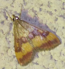 Pyrausta flavofascialis