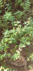 Balbisia gracilis