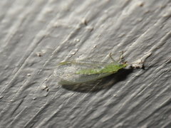 Chrysoperla