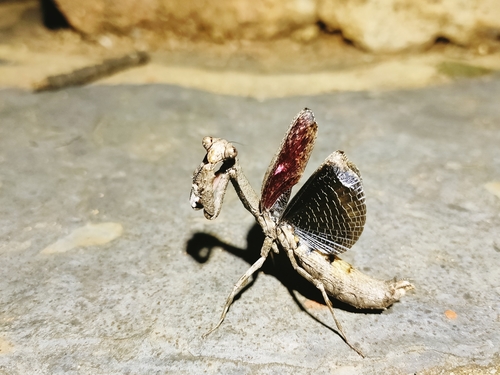 African Stick Mantis