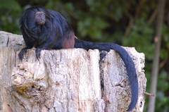 Black Lion Tamarin photo 3
