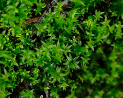 Bryoerythrophyllum recurvirostrum