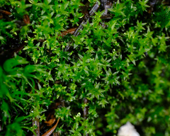 Bryoerythrophyllum recurvirostrum