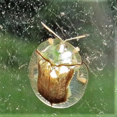 Aspidimorpha quadriremis