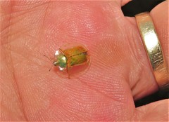 Aspidimorpha quadriremis