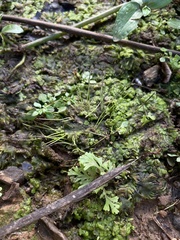 Anthoceros punctatus