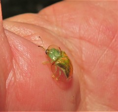 Aspidimorpha quadriremis