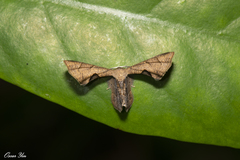 Phazaca kosemponicola