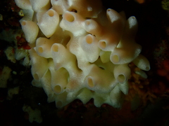Leucettusa