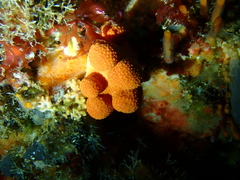 Leucettusa