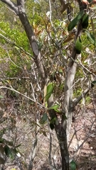 Sarcolaena oblongifolia image