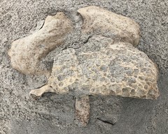 Echinoclathria