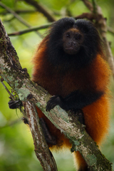 Black-Faced Lion Tamarin photo 5