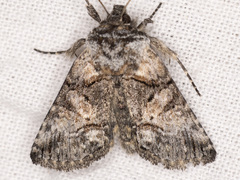Abrostola parvula