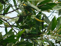 Chloropsis cyanopogon