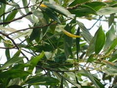 Chloropsis cyanopogon